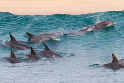 zanzibar dolphin tour