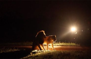 night game drives