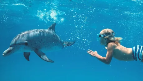 Dolphin Watching Tours in Kizimkazi
