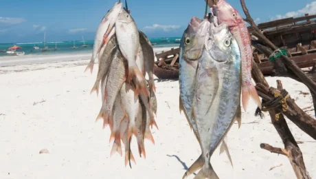 Local Fishing Trips from Zanzibar