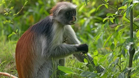 Visiting -Jozani- Forest- and -Red Colobus -Monkeys Visiting Jozani Forest and Red Colobus Monkeys