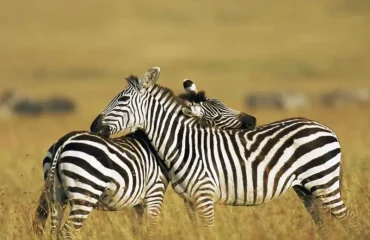 7-Day Classic Kenya Safari Itinerary