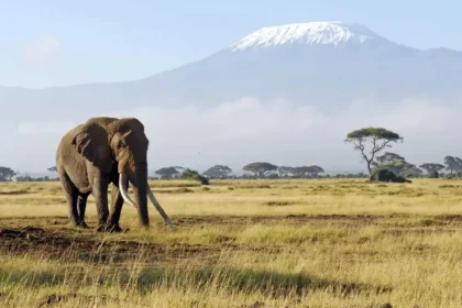 Best Time to Visit Kenya for Safari