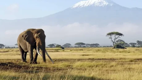 Best Time to Visit Kenya for Safari