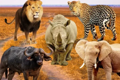 Big Five Safari in Kenya