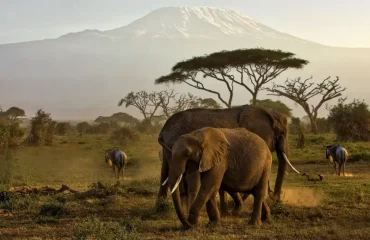 Kenya Safari Safety