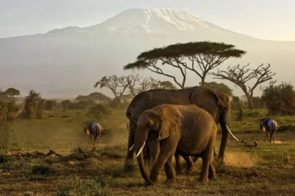 Kenya Safari Safety