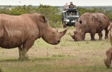Kenyan Safari Cost