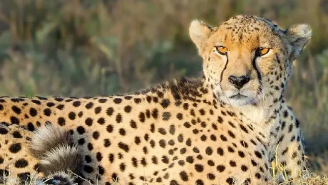 Top 10 Wildlife Experiences in Kenya