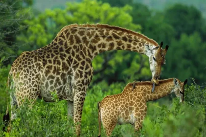 Arusha National Park Day Safari Adventure