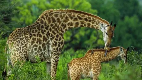 Arusha National Park Day Safari Adventure