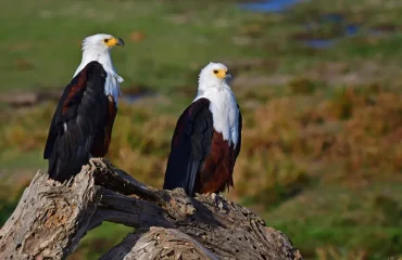 Best Treks for Birdwatchers in Tanzania