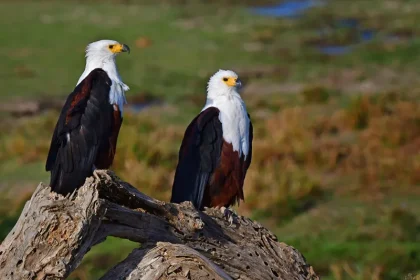 Best Treks for Birdwatchers in Tanzania