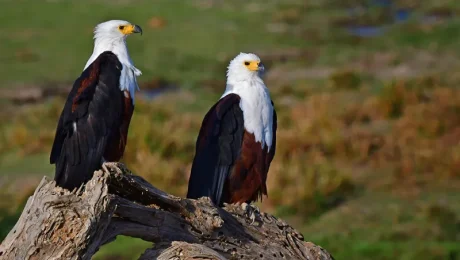 Best -Treks -for -Birdwatchers -in- Tanzania Best Treks for Birdwatchers in Tanzania
