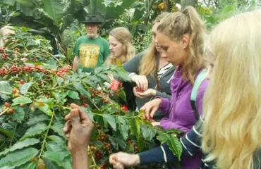 Coffee Tours Near Moshi for a Day