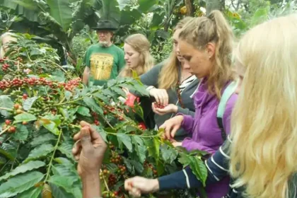 Coffee Tours Near Moshi for a Day
