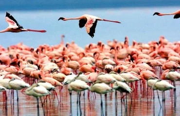 Day Trip to Lake Manyara National Park