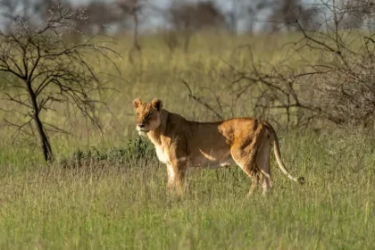 Exploring Ngorongoro Crater in a Day