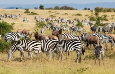 Full-Day Game Drive in Serengeti