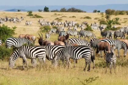 Full-Day Game Drive in Serengeti