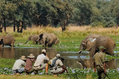 Guided Nature Walks in Tarangire National Park