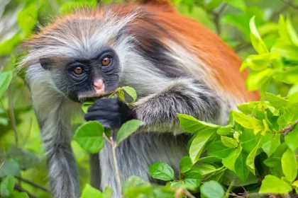 Jozani Forest Day Tour in Zanzibar