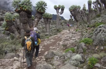 Kilimanjaro -Day Hikes- A- Quick -Adventure Kilimanjaro Day Hikes: A Quick Adventure