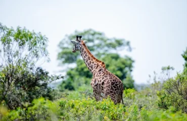 One-Day Safari to Tarangire National Park