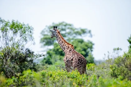 One-Day Safari to Tarangire National Park