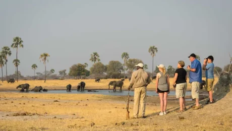 Trekking Safaris: Walk Among Wildlife