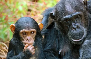 Trekking- the -Mahale- Mountains- Meet -the -Chimpanzees Trekking the Mahale Mountains: Meet the Chimpanzees