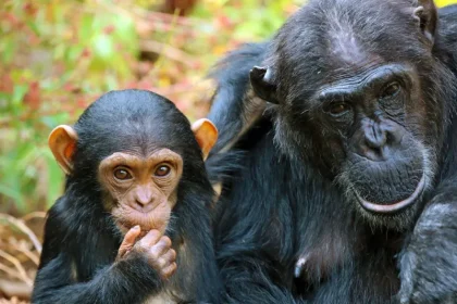 Trekking the Mahale Mountains: Meet the Chimpanzees
