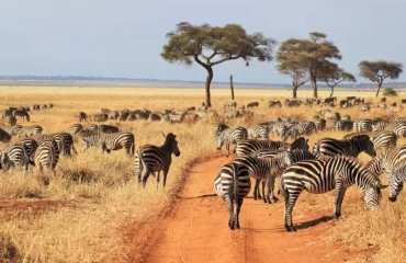 Wildlife -Encounters -on- Tanzania -Treks Wildlife Encounters on Tanzania Treks