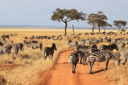 Wildlife Encounters on Tanzania Treks