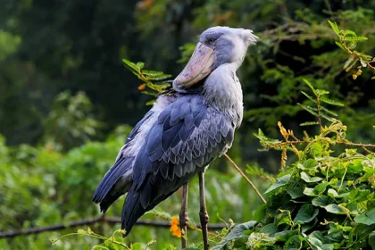 Combining Hiking with Birdwatching in Tanzania