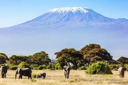 Day Trip to Kilimanjaro Viewpoint