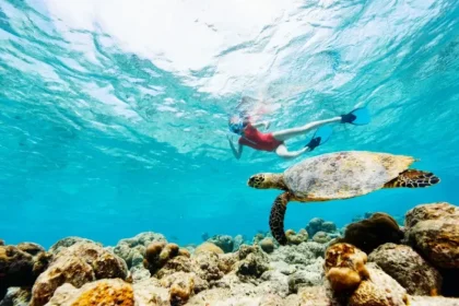 Day Trip to Zanzibar Turtle Sanctuary
