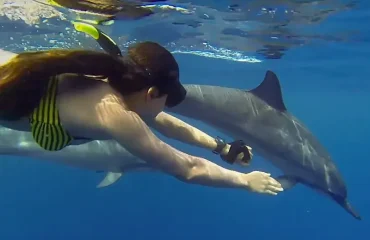 Dolphin Watching Day Trip in Kizimkazi