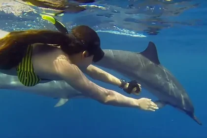 Dolphin Watching Day Trip in Kizimkazi