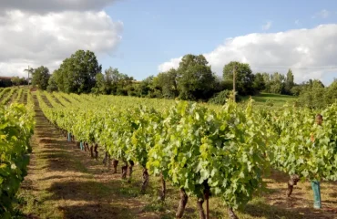 Exploring Local Vineyards on a Day Tour