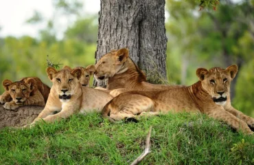 Full-Day Safari to Selous Game Reserve