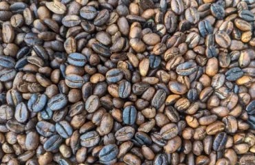 Local Coffee Roasting and Tasting Tour