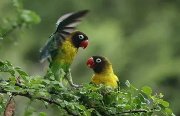 One-Day Birding Tour Near Arusha