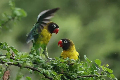 One-Day Birding Tour Near Arusha