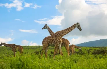 One-Day Safari from Moshi to Tarangire