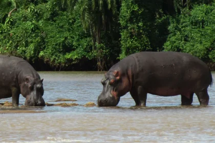 Short Safari to Saadani National Park in a Day