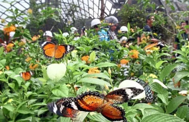 Visiting Zanzibar Butterfly Centre in a Day