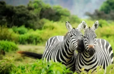 Best Safari Trips from Nairobi During AFCON 2027