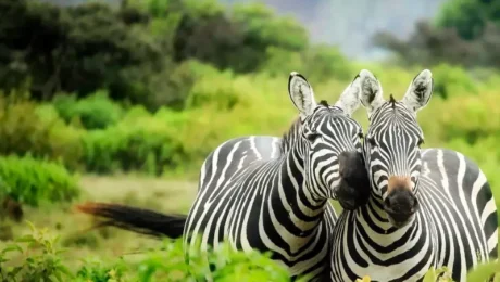 Best Safari Trips from Nairobi During AFCON 2027