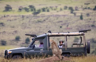 Budget Safari Tours for AFCON Travelers